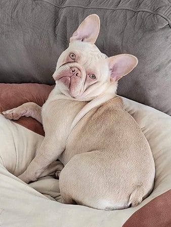 Frost's Frenchies Sugar Cookie