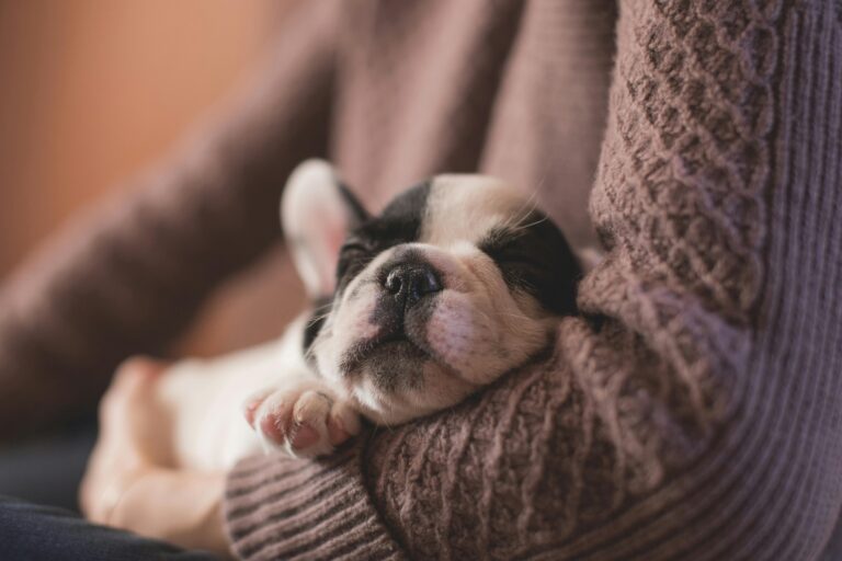 pied frenchie puppy