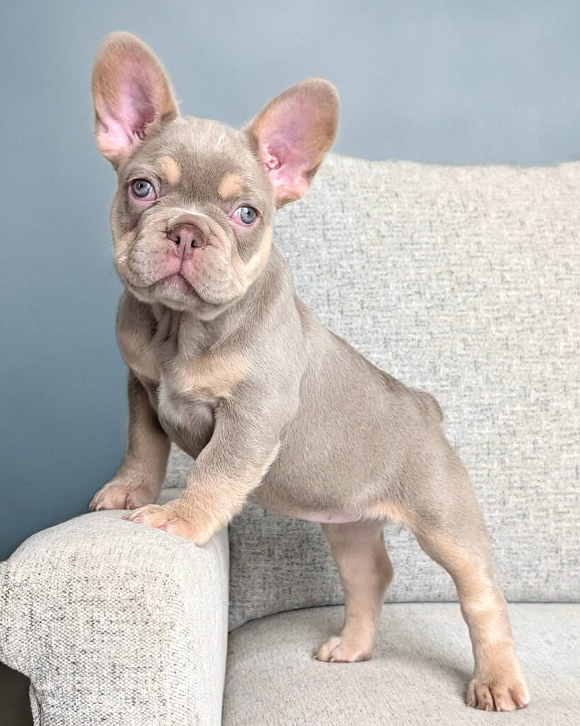 new shade and tan female french bulldog puppy