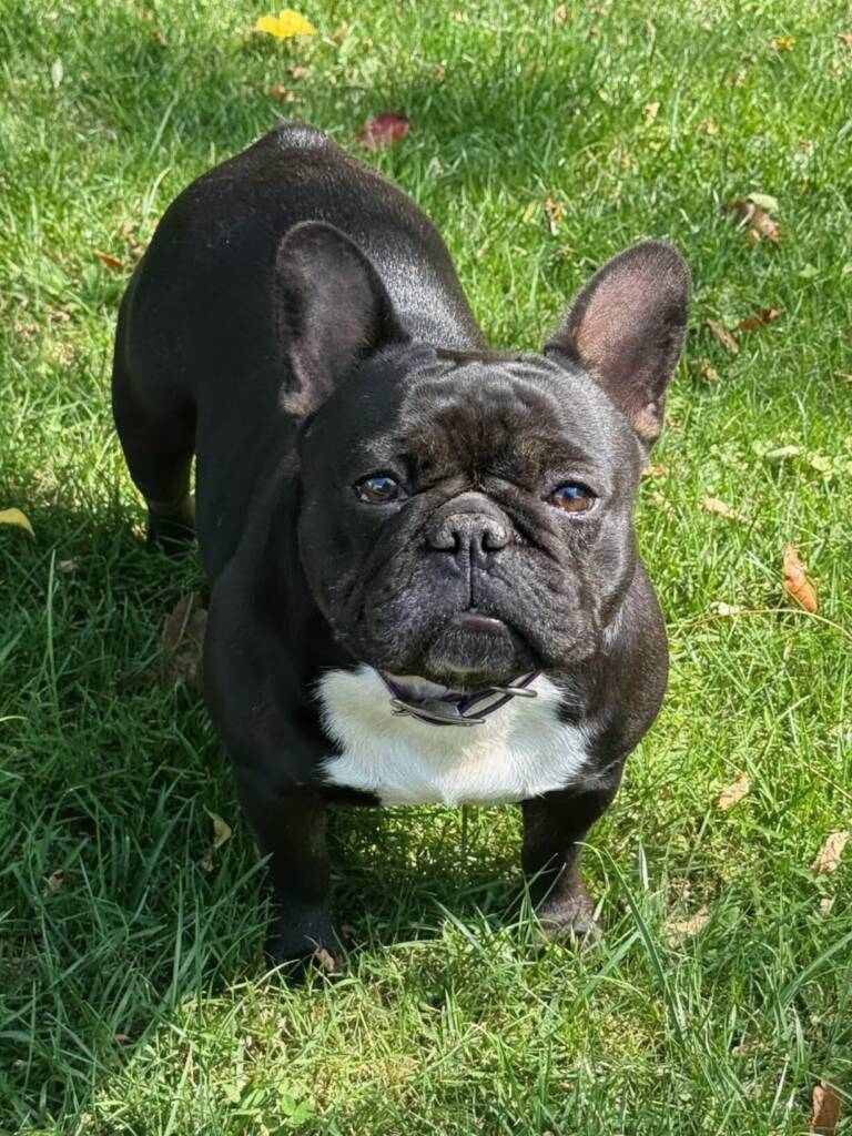 black female frenchie