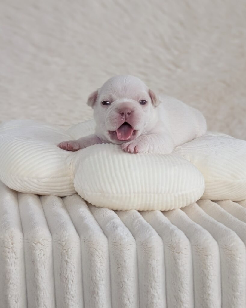 5 25 26 Angel 1 female cream french bulldog puppy
