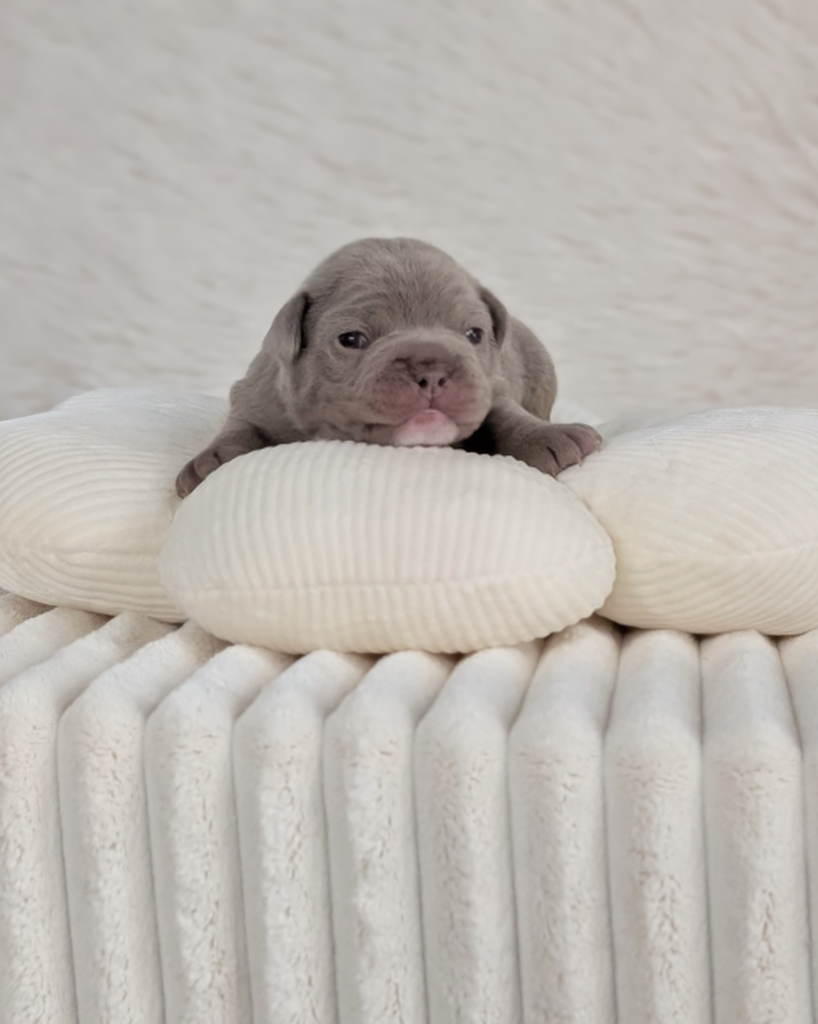 5 25 26 Churro 2 male new shade french bulldog puppy