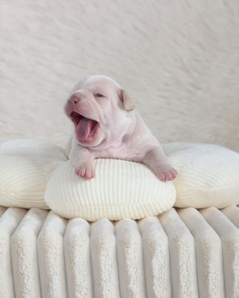 5 25 26 Pearl 2 female cream french bulldog puppy