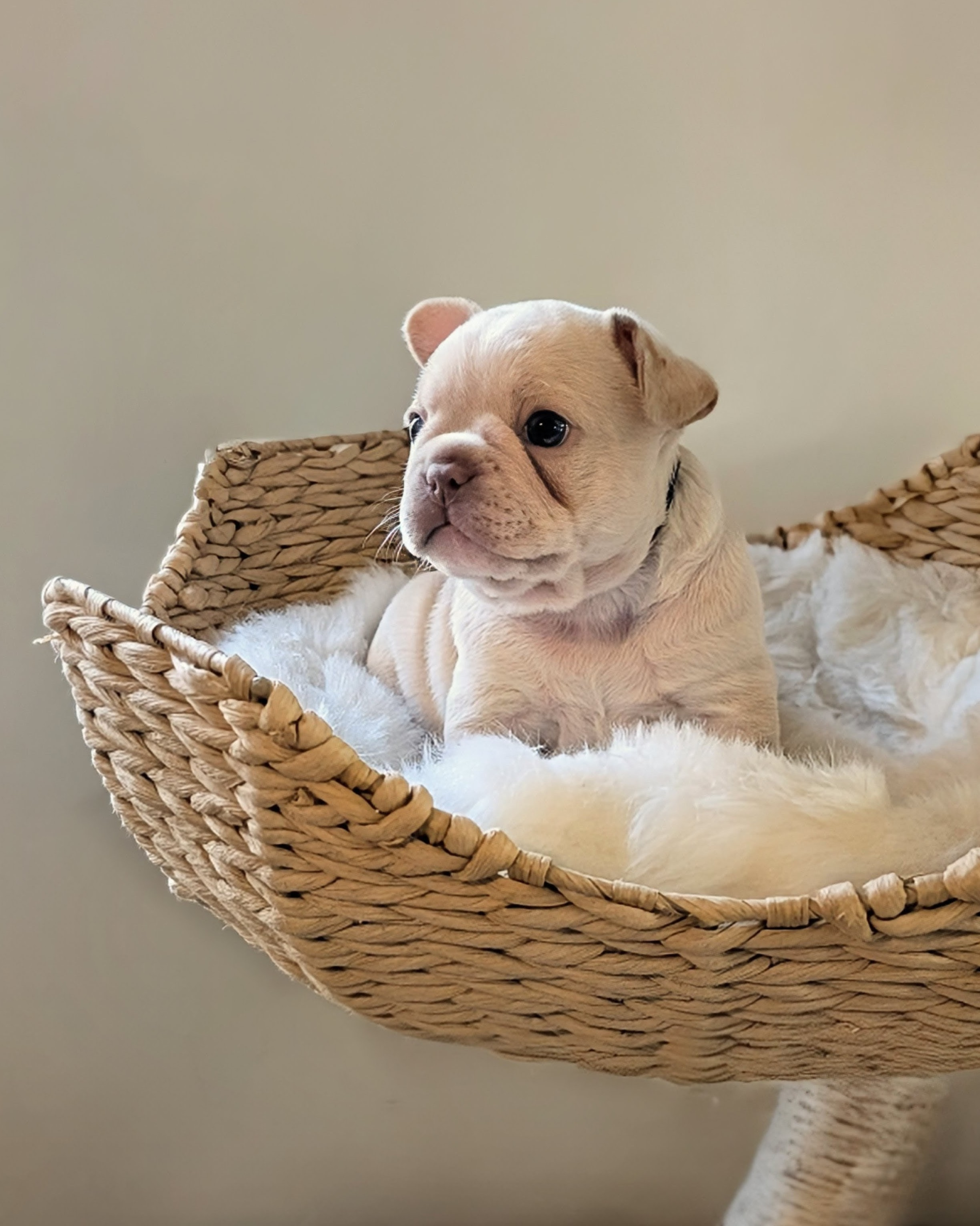 Bonnie female cream french bulldog puppy