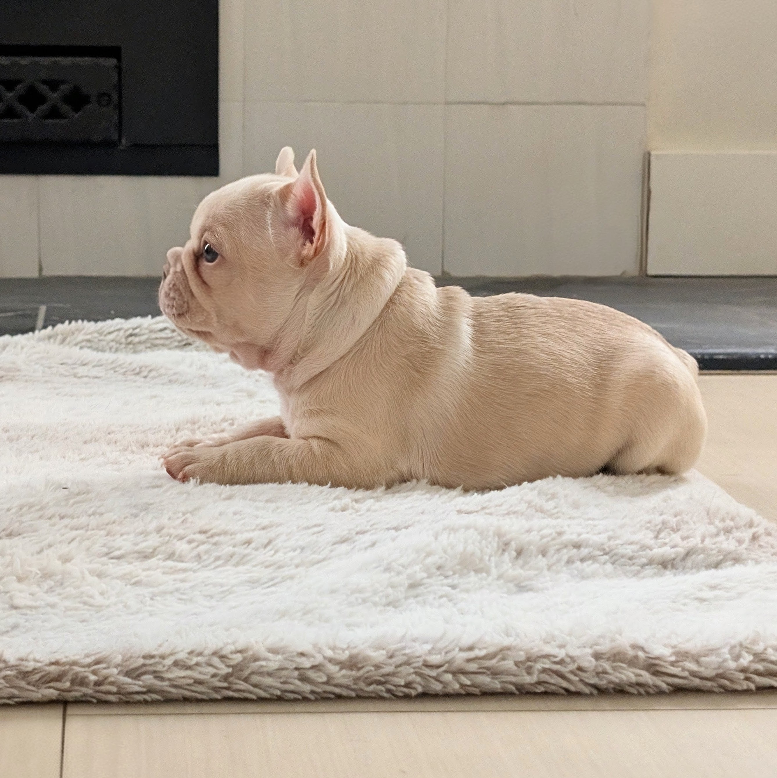 Bonnie female cream french bulldog puppy