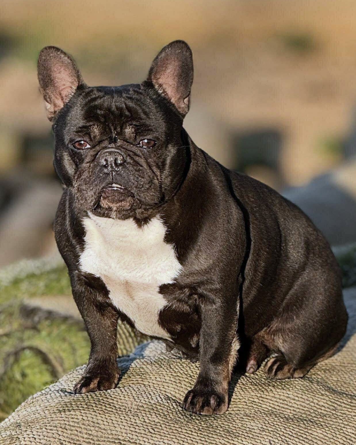 jolie black frenchie female