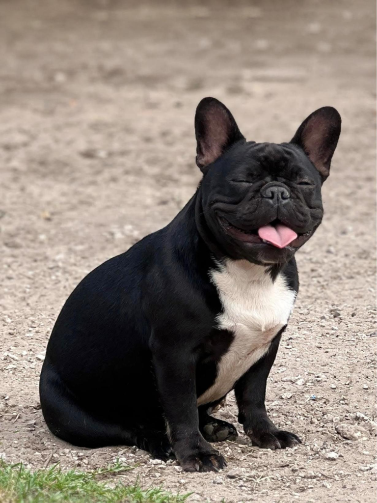 jolie black and white french bulldog