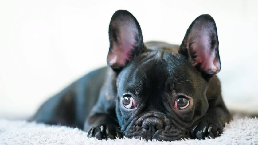 black french bulldog