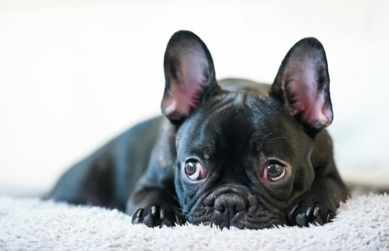 black french bulldog