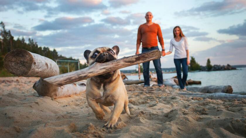 french bulldog carrying big stick