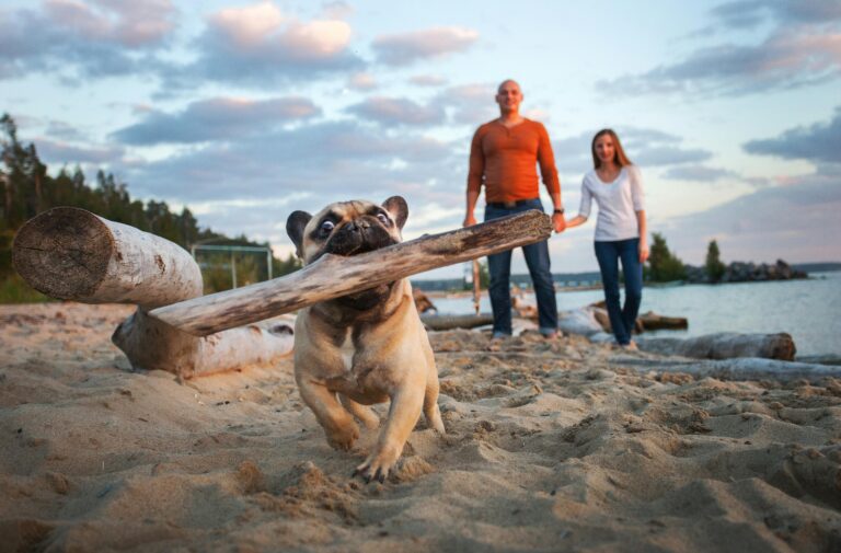 french bulldog carrying big stick