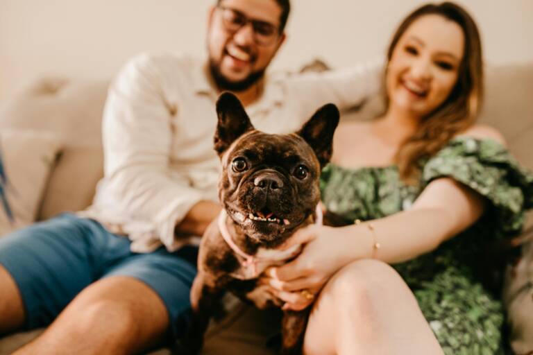 french bulldog in guardian home