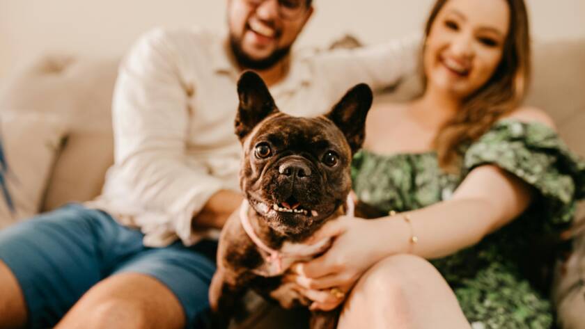 french bulldog in guardian home