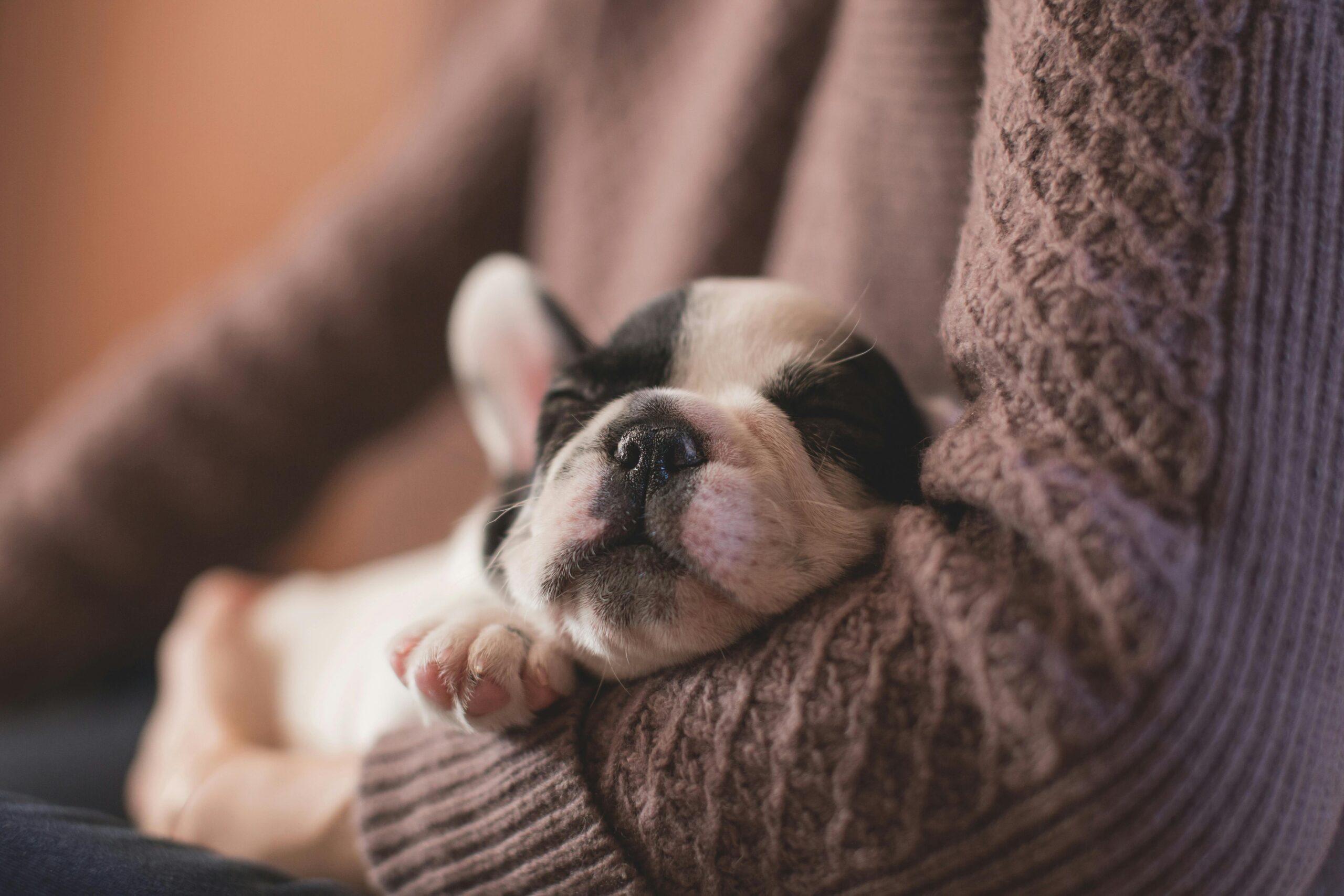 pied french bulldog puppy being held by owner