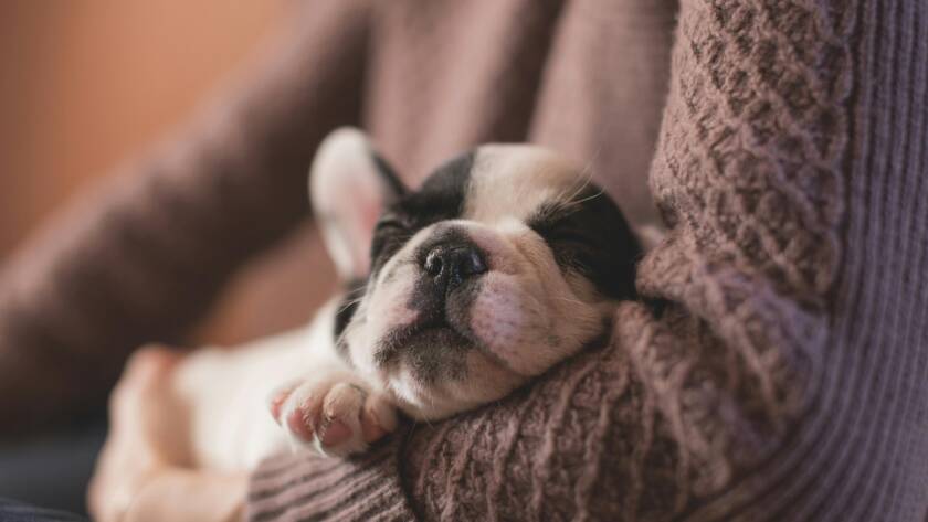 pied frenchie puppy