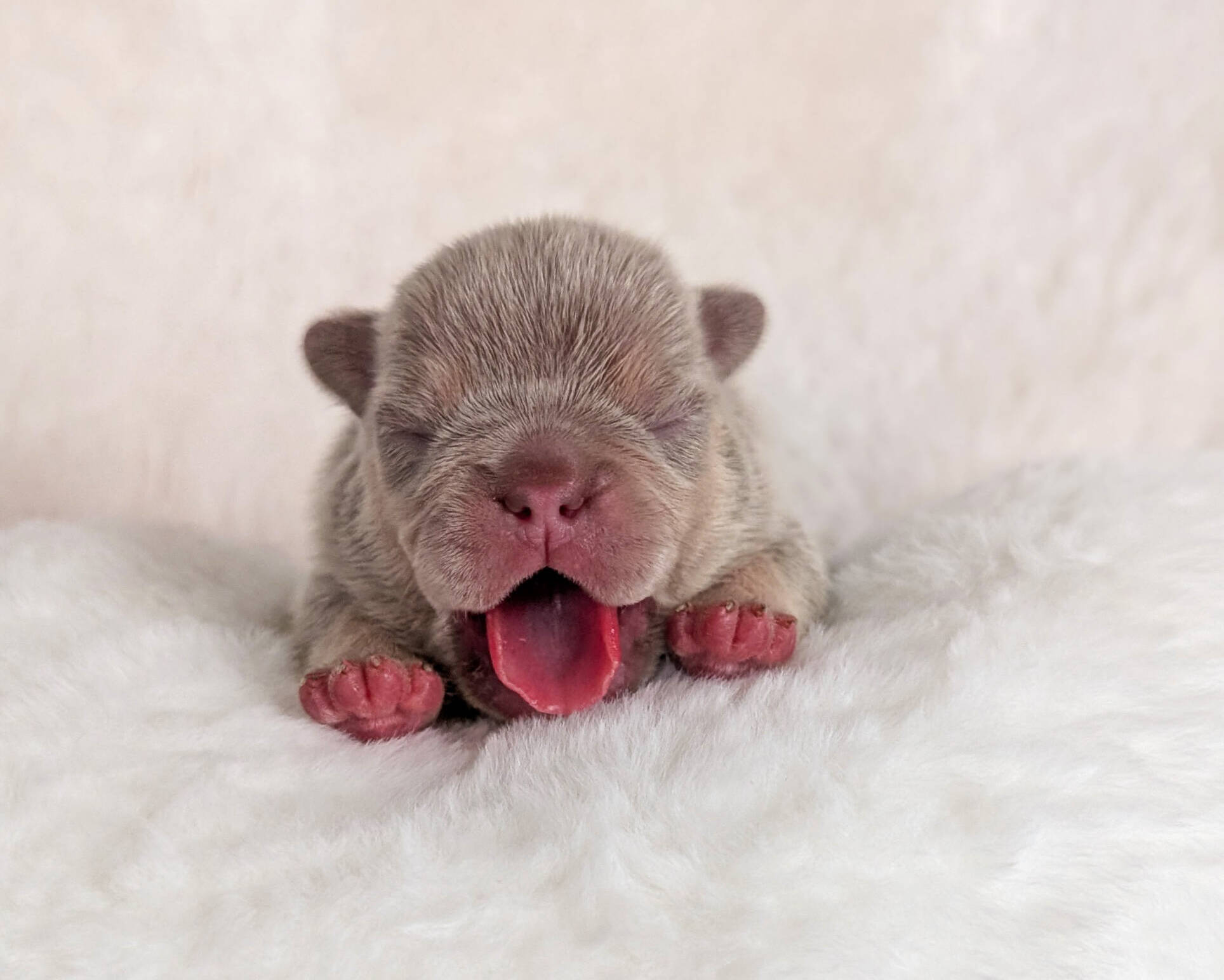"frenchie puppy"