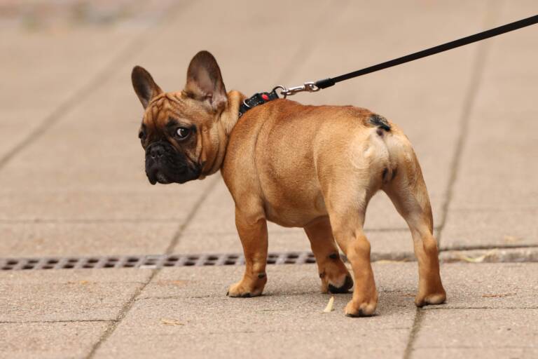 frenchie-on-leash