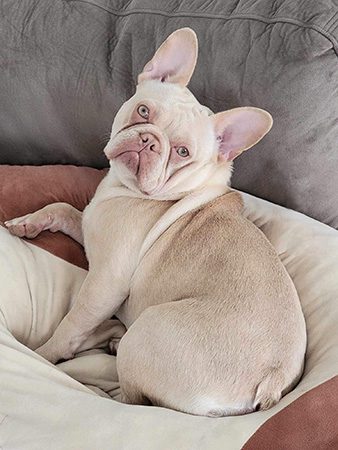 Cream female french bulldog