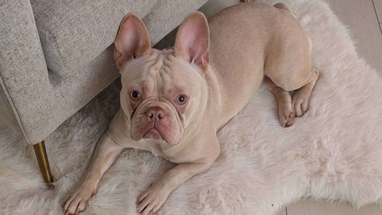frosts frenchies cookie cream french bulldog female