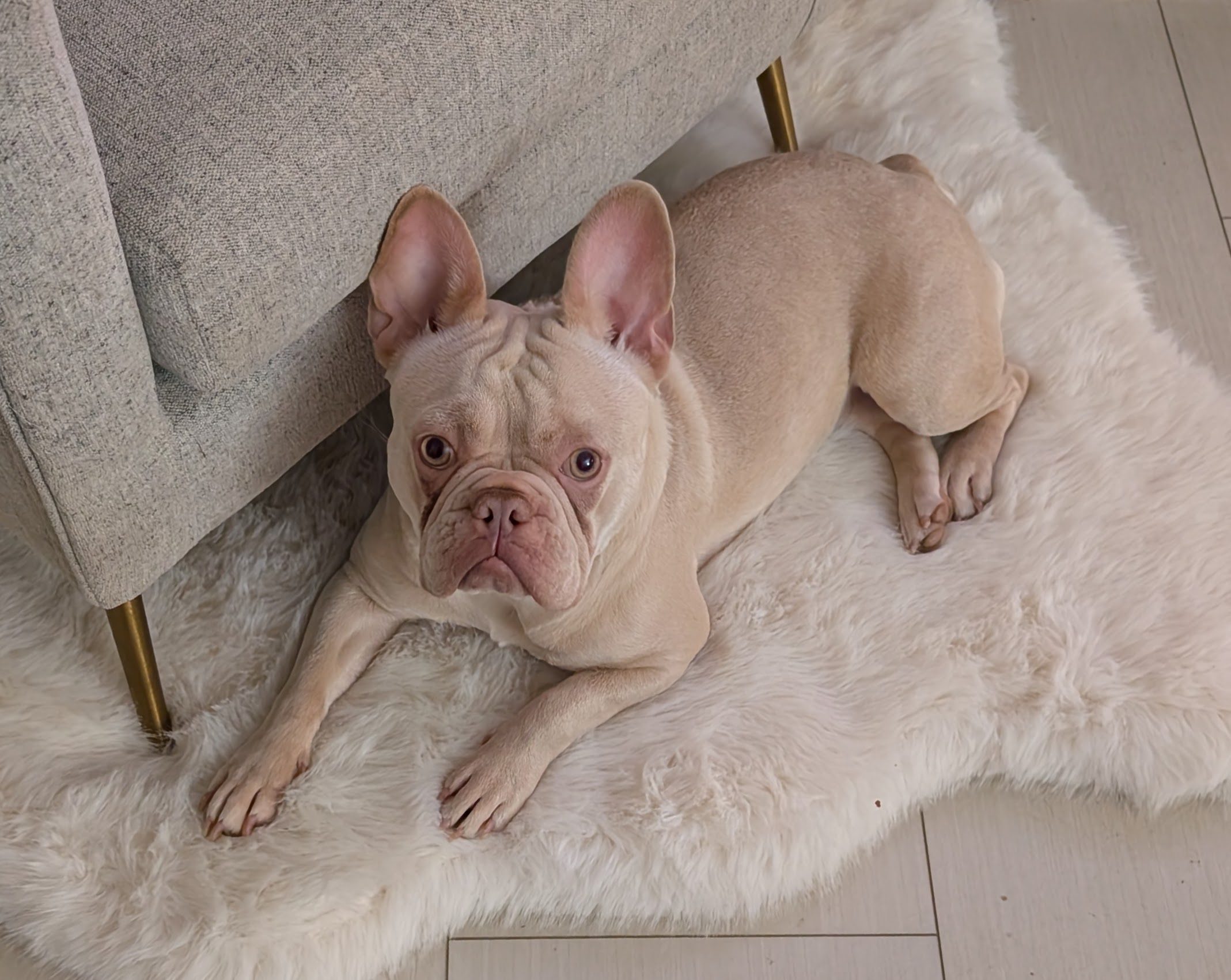 frosts frenchies cookie cream french bulldog female