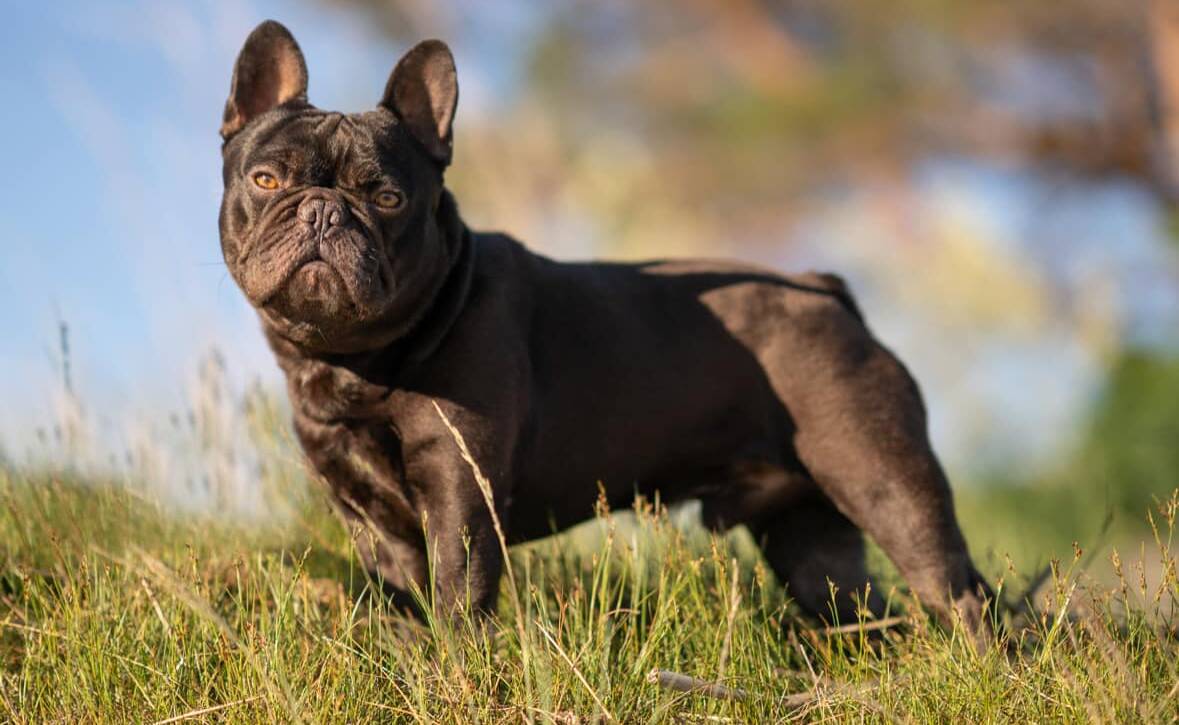 lindor chocolate french bulldog stud
