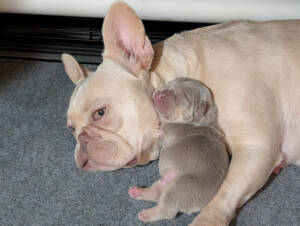 cream french bulldog snuggling her puppy
