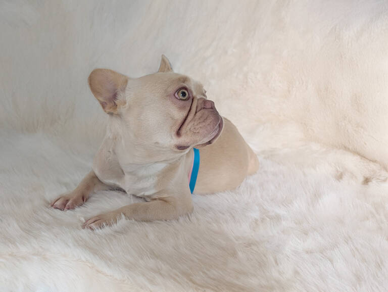 cream frenchie frosts frenchies