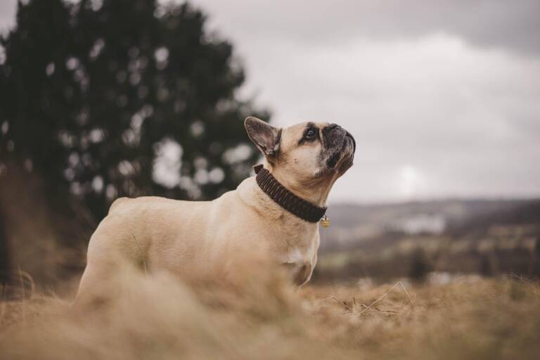 Why Pet Obesity Is a Real Danger (Especially for French Bulldogs)