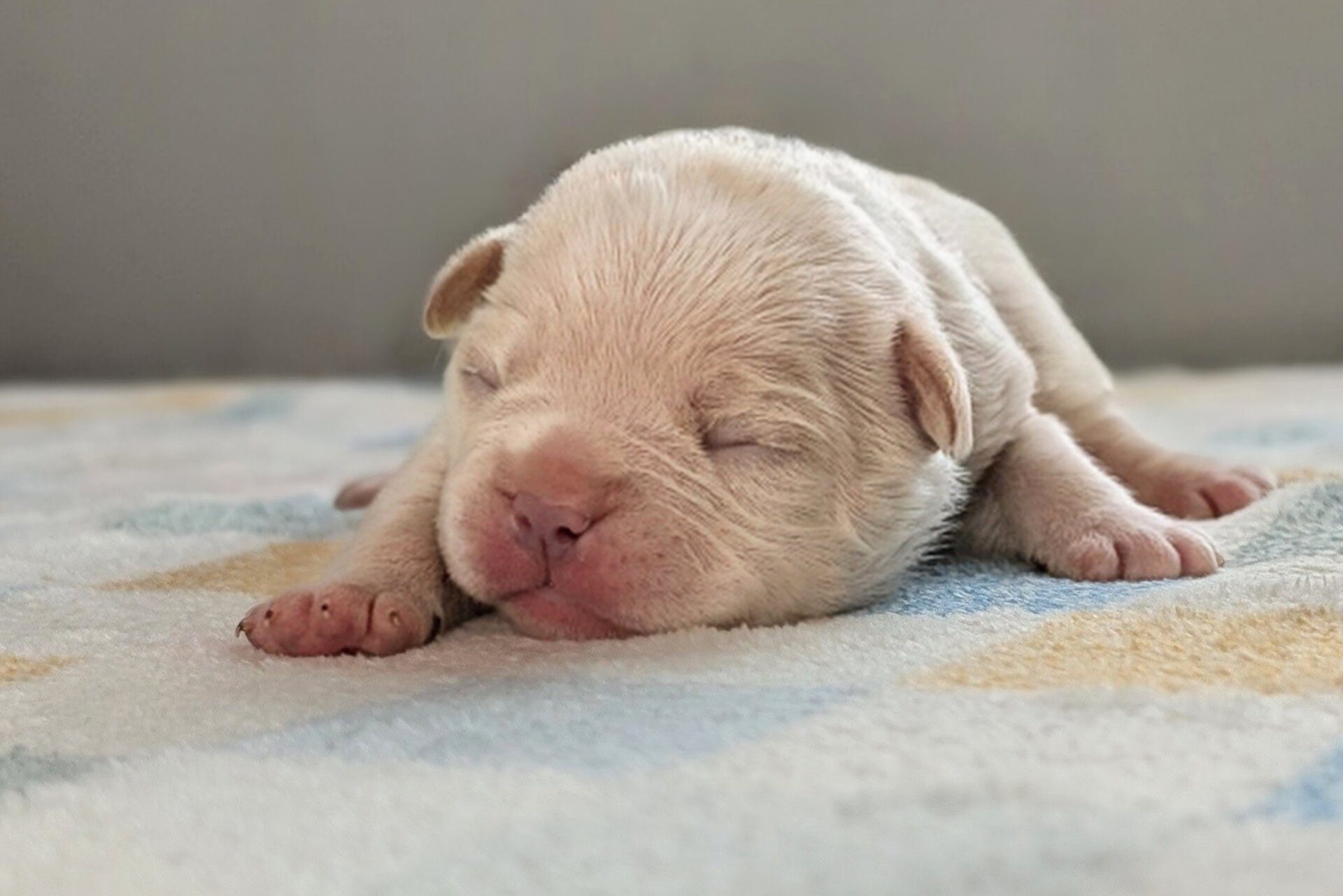 Bonnie (White Chocolate Bon Bon)