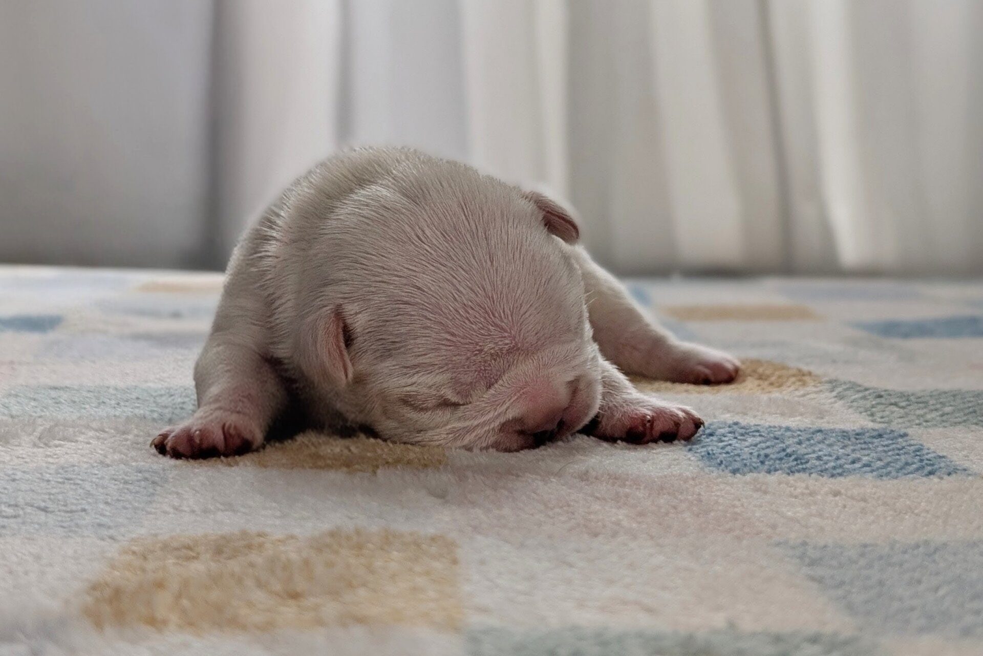 Dolly (Sugar Cookie Dough)