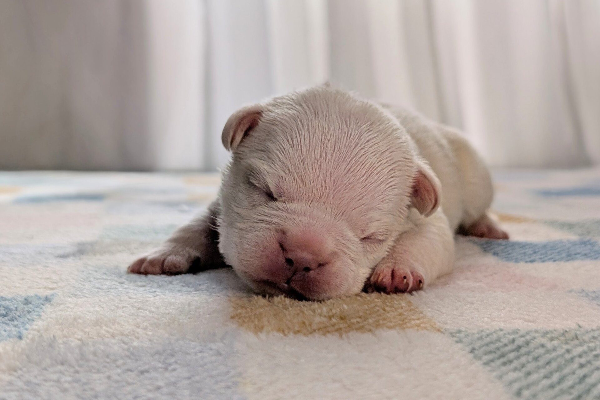 Mac (White Chocolate Macaron)