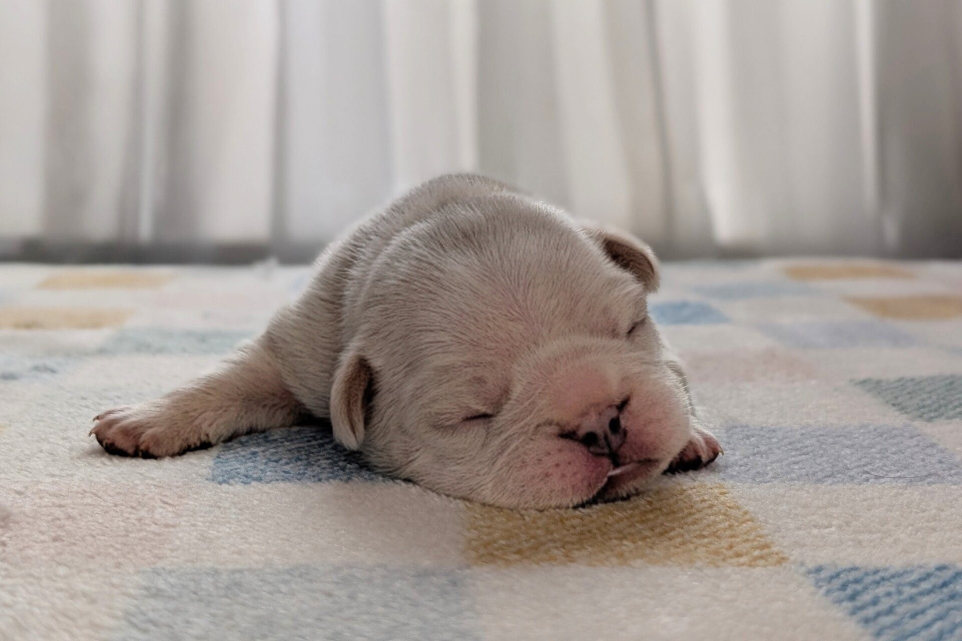 Moose (White Chocolate Moose)