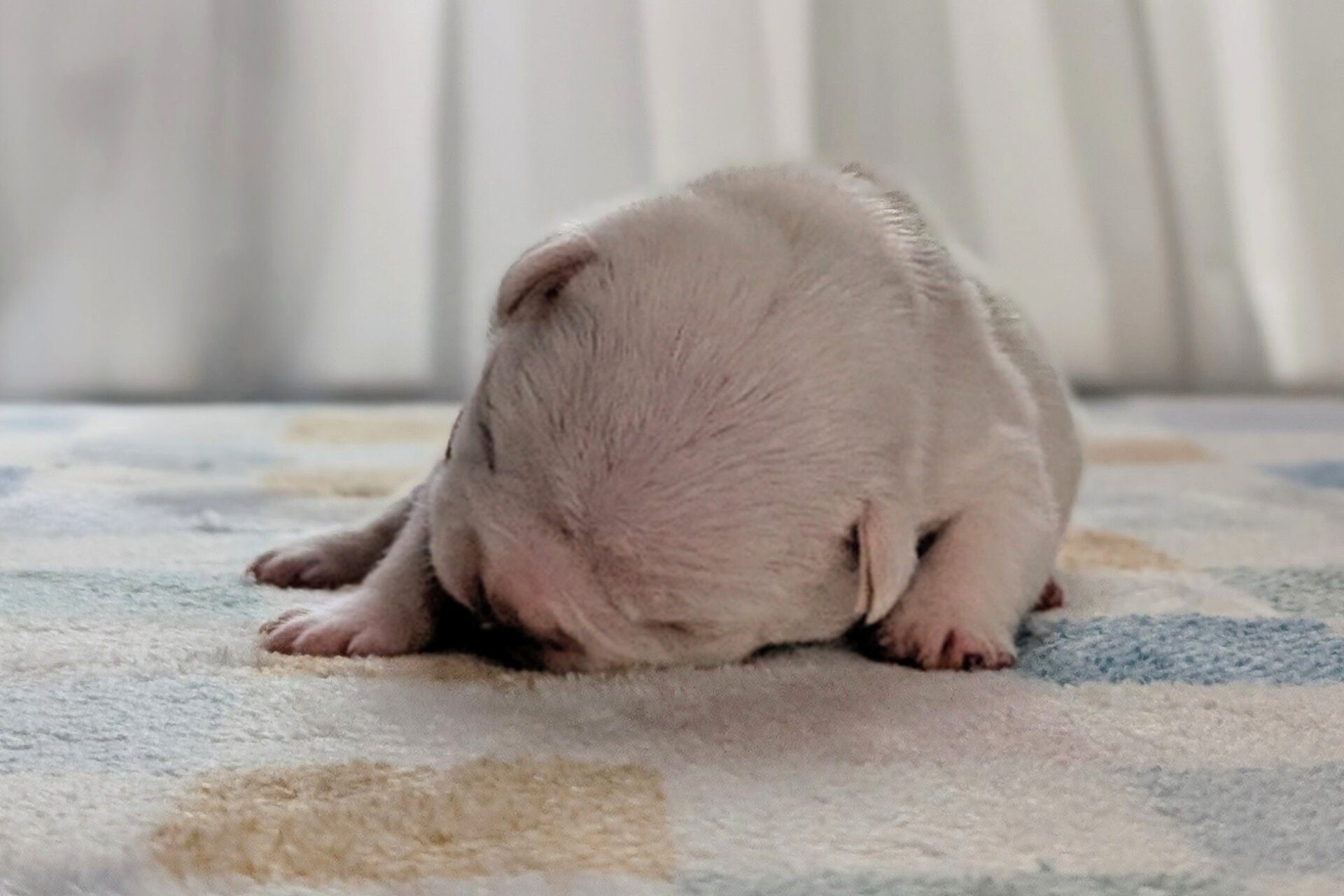 Vinnie (White Chocolate Divinity)