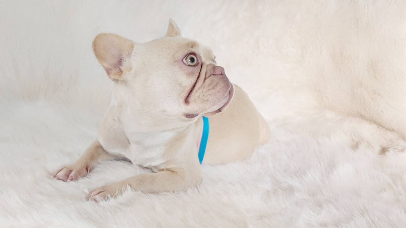 Poppy cream frenchie female idaho