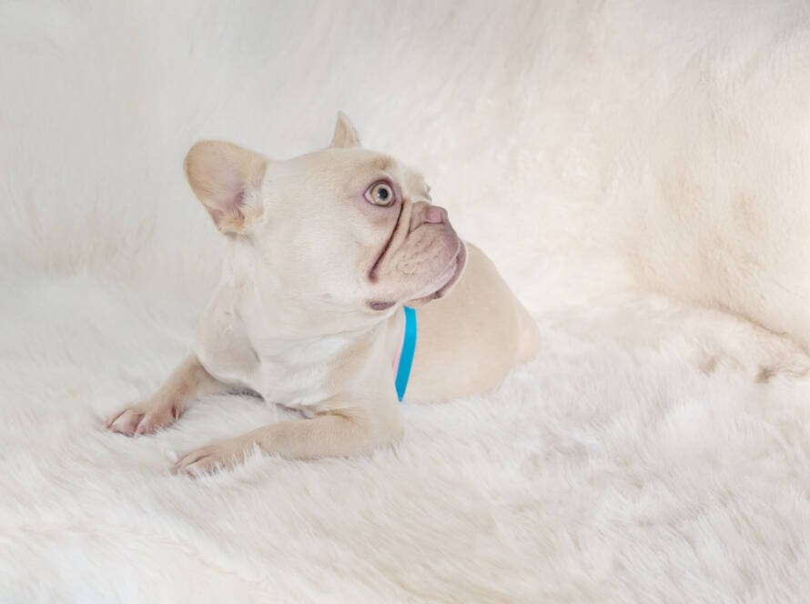 Poppy cream frenchie female idaho