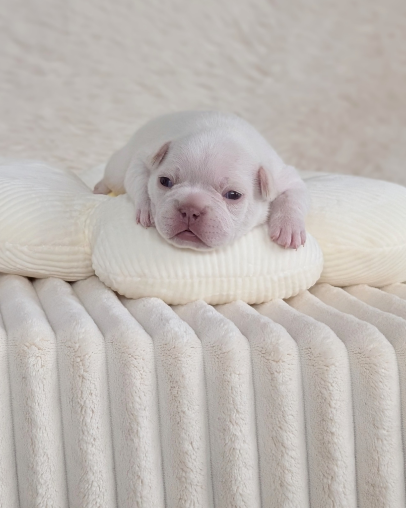 5 25 26 Angel 2 female cream french bulldog puppy