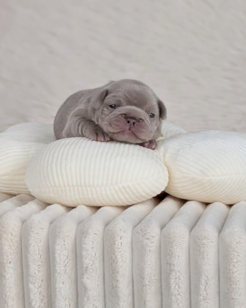 5 25 26 BeBe 1 female new shade french bulldog puppy