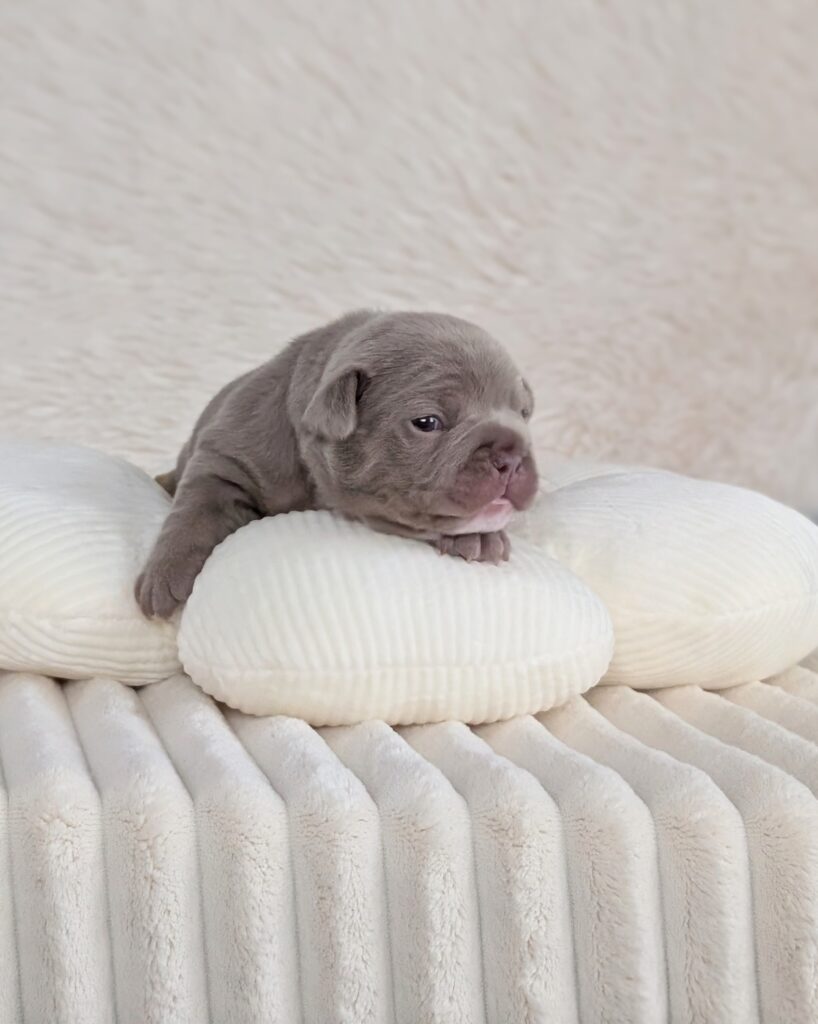 5 25 26 Churro 1 male new shade french bulldog puppy
