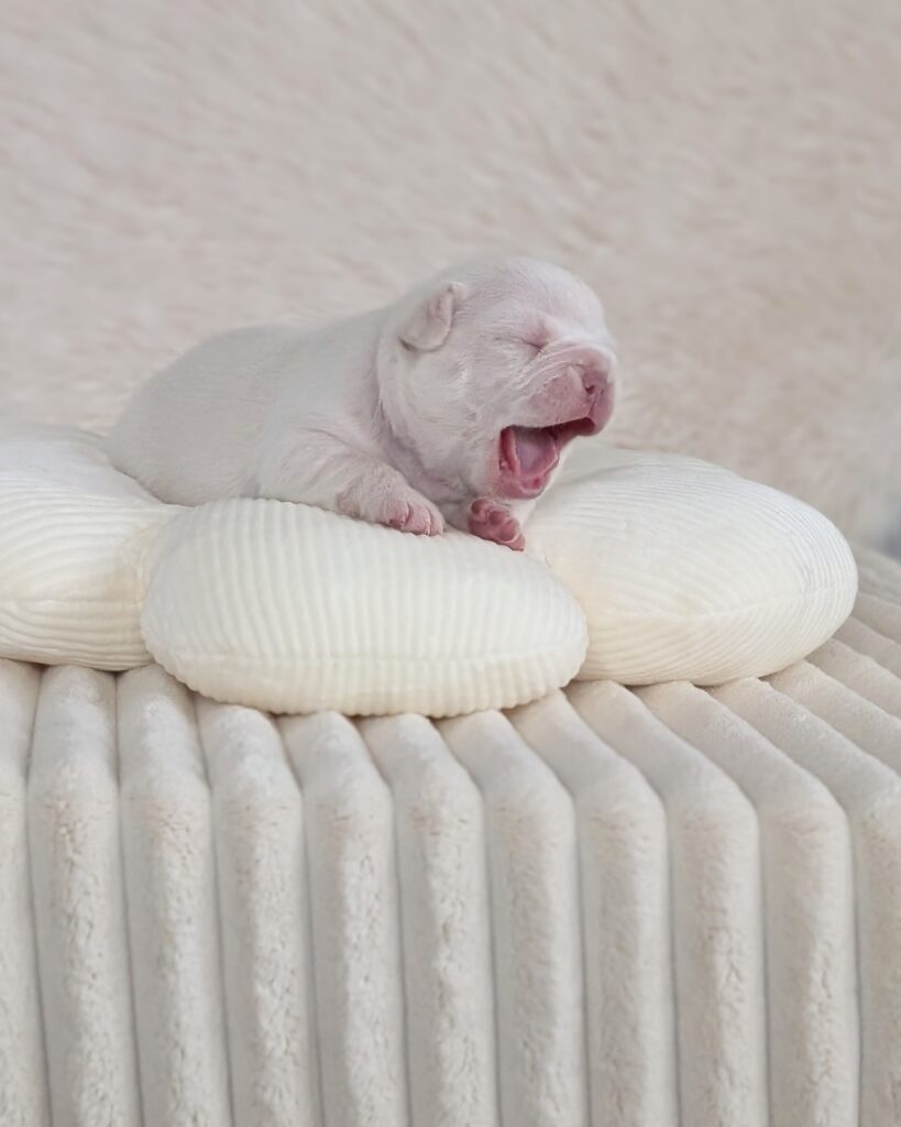5 25 26 Nelly 1 female cream french bulldog puppy