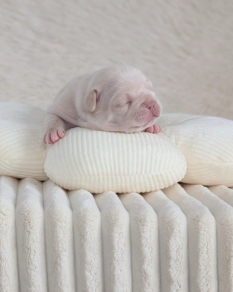 5 25 26 Pearl 1 female cream french bulldog puppy