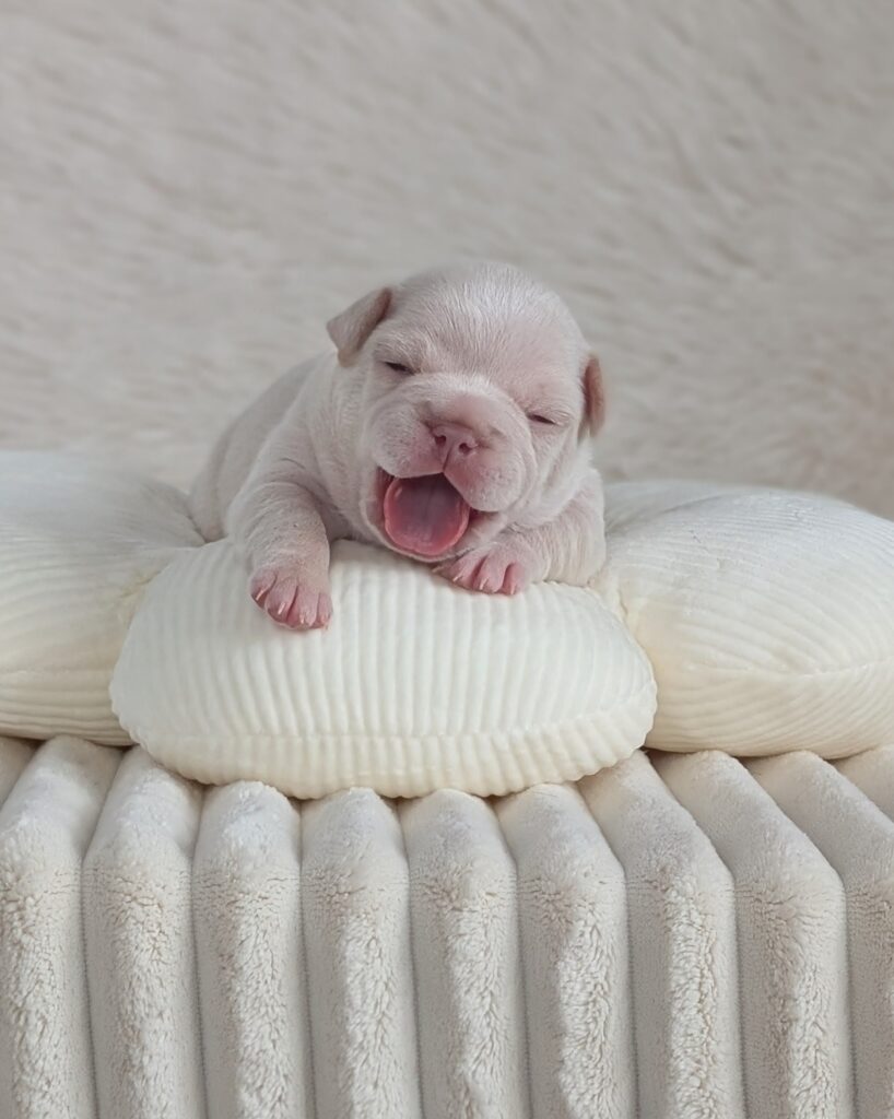 5 25 26 Pearl 3 female cream french bulldog puppy
