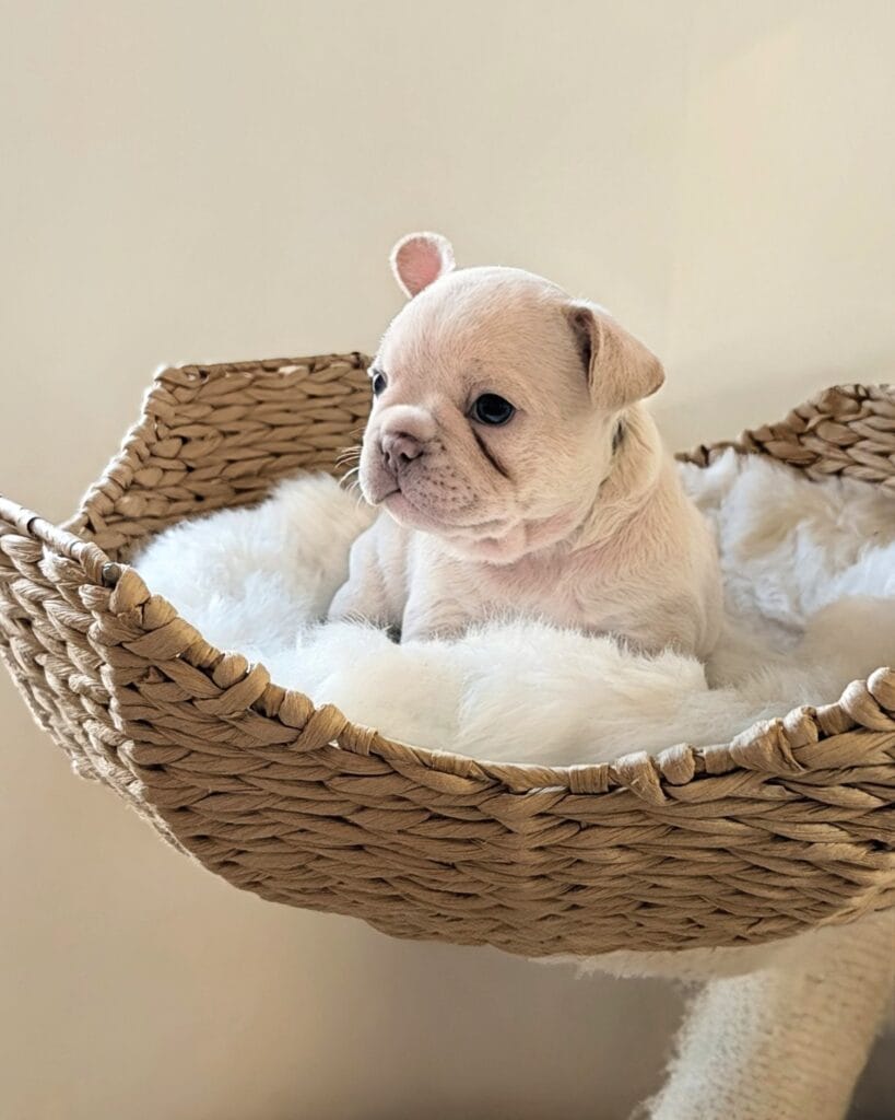 Bonnie female cream french bulldog puppy