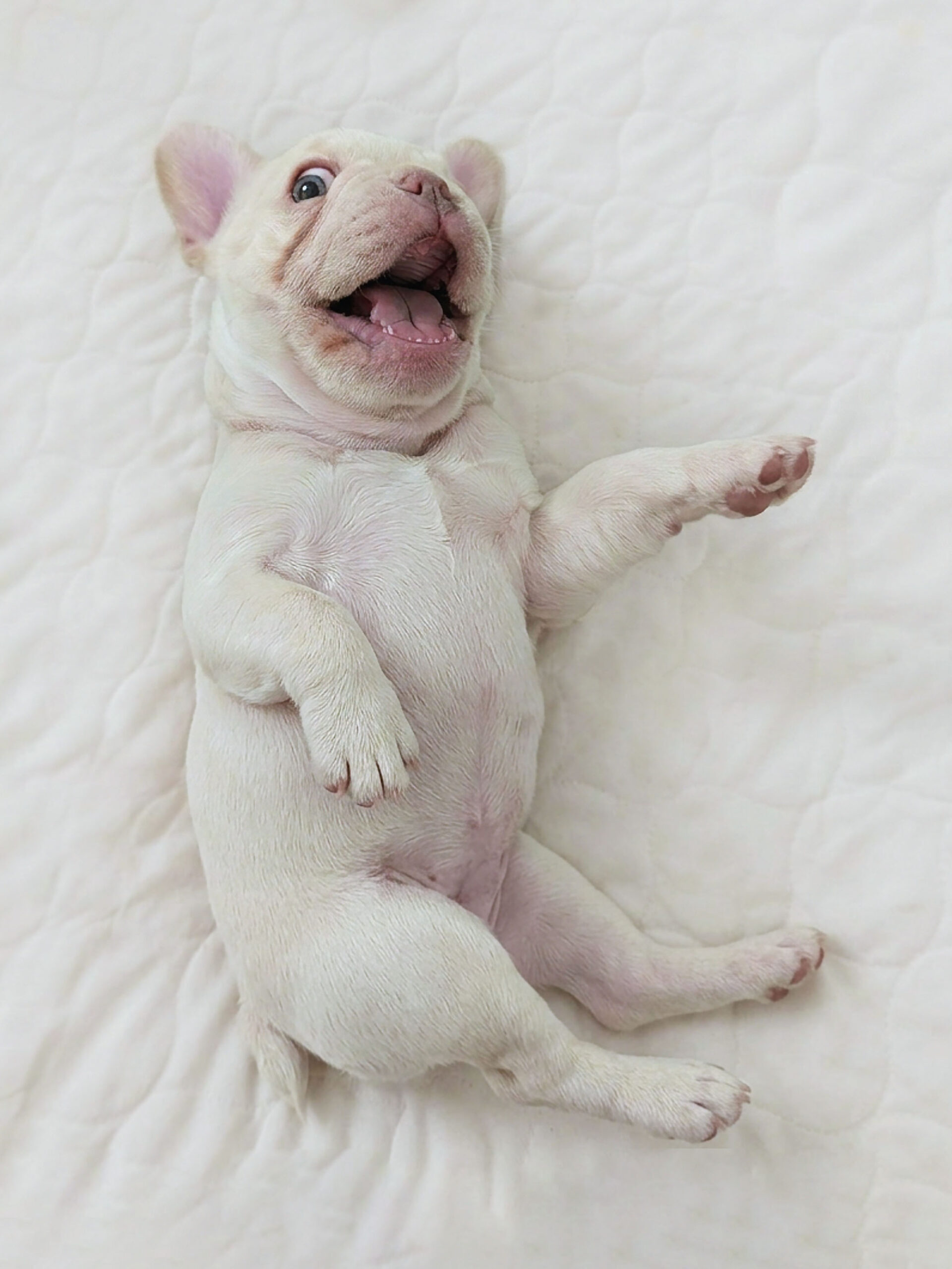 cream frenchie female happy