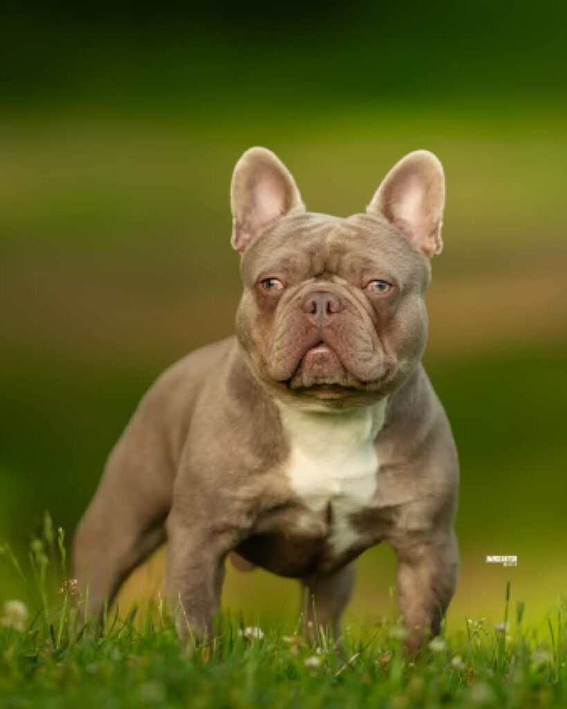 Crookedpine's Dash 4 Cash French Bulldog