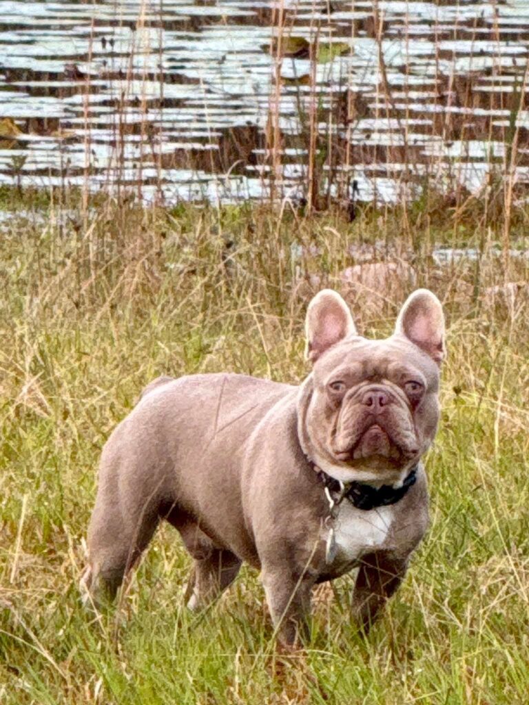 Crookedpine's Dash 4 Cash French Bulldog