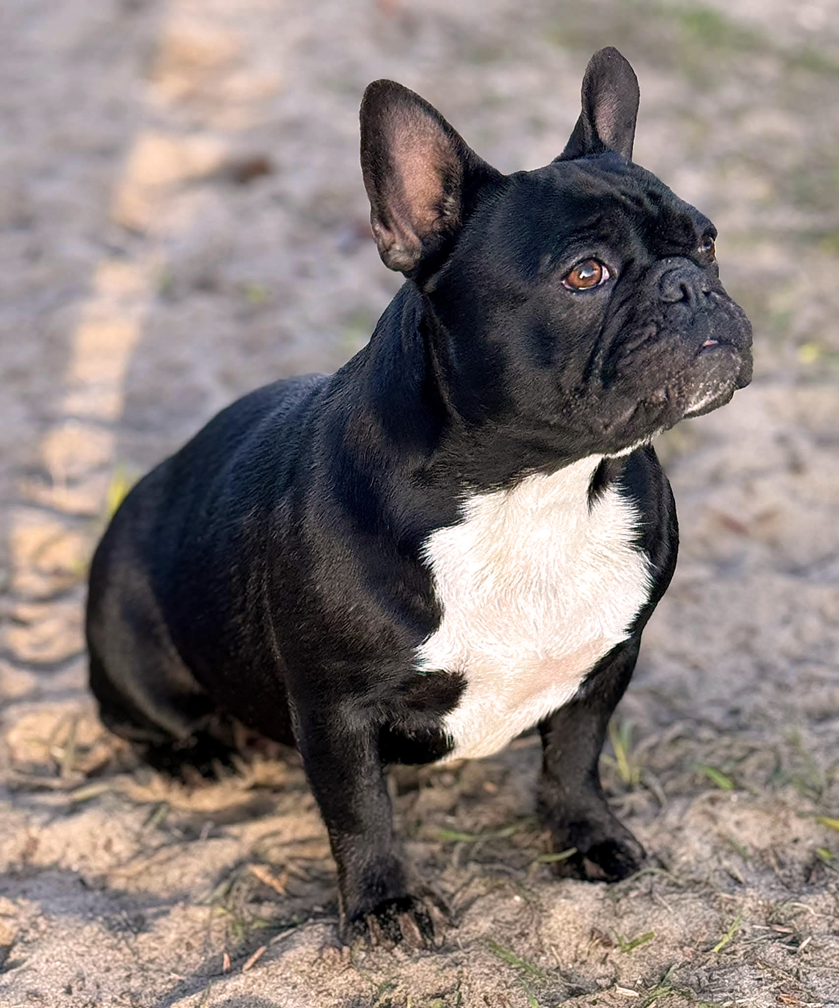 jolie black frenchie facing right