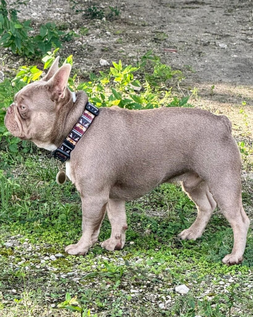 Crookedpine's Dash 4 Cash French Bulldog