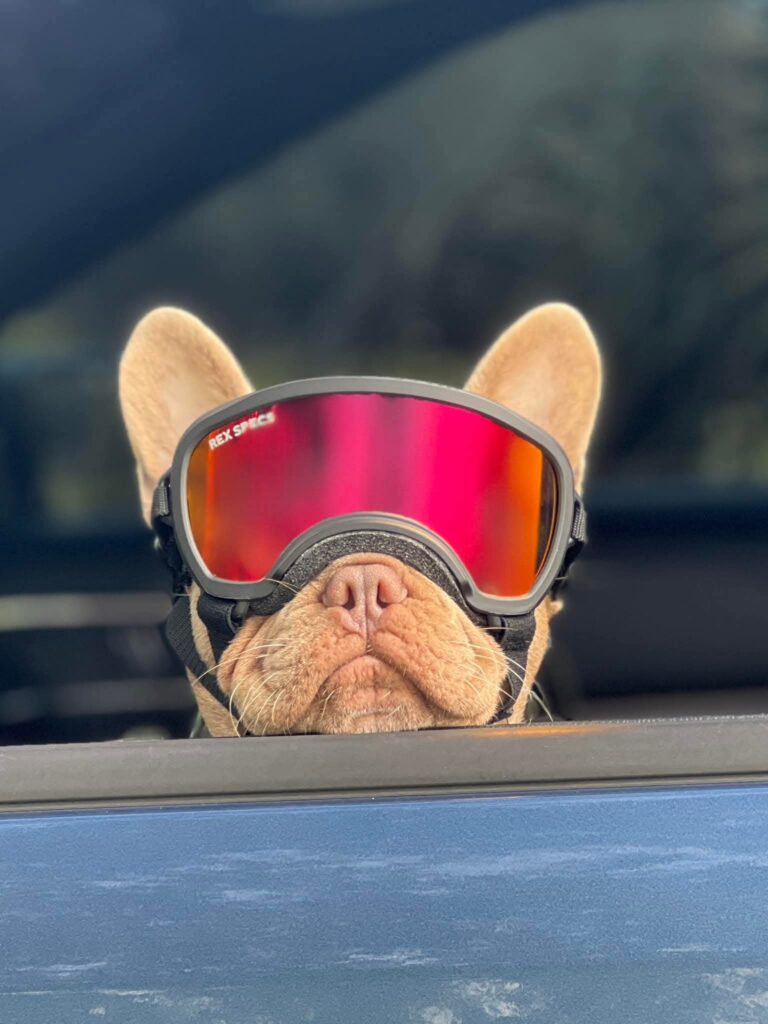 Crookedpine's Dash 4 Cash French Bulldog