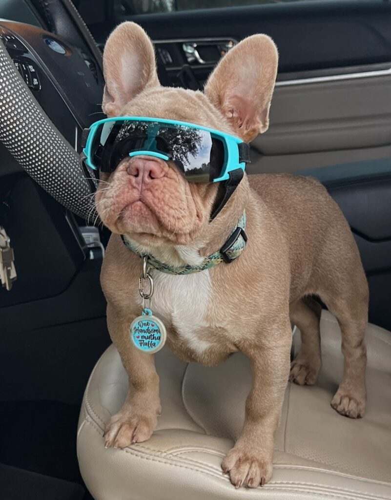 Crookedpine's Dash 4 Cash French Bulldog