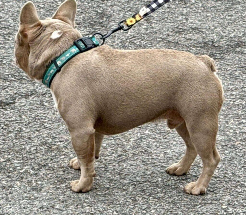 Crookedpine's Dash 4 Cash French Bulldog